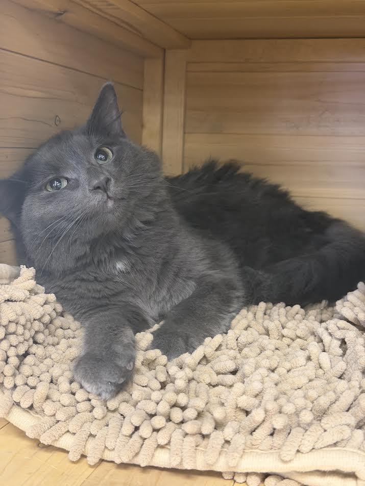 Enlarge Greyson, a ADOPTABLE Domestic Medium Hair in South Elgin, IL image 5/6