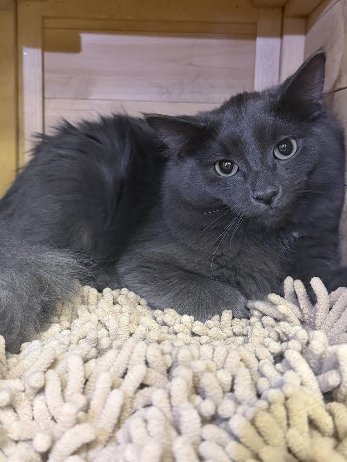Enlarge Greyson, a ADOPTABLE Domestic Medium Hair in South Elgin, IL image 3/6