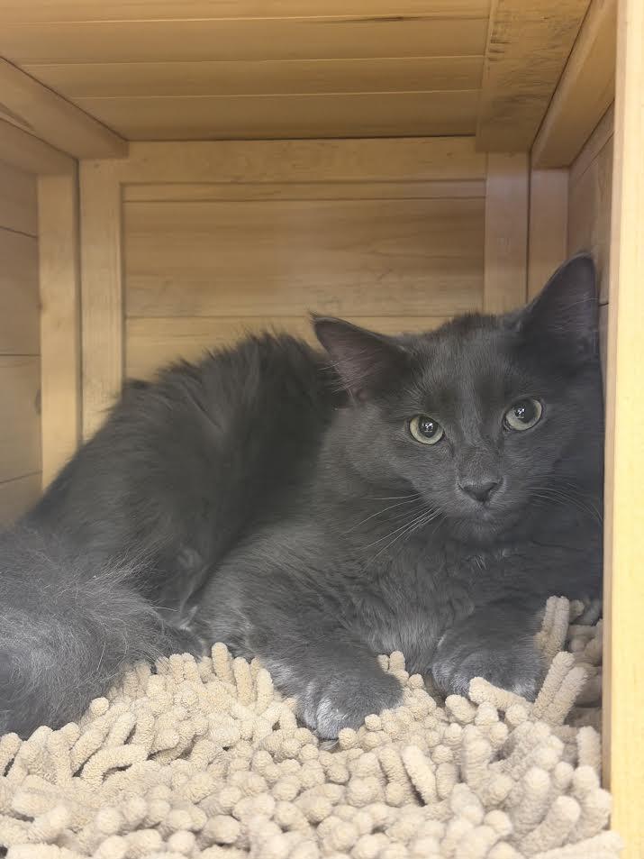Enlarge Greyson, a ADOPTABLE Domestic Medium Hair in South Elgin, IL image 4/6