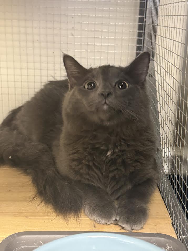 Greyson, ADOPTABLE, Kitten Male Domestic Medium Hair.