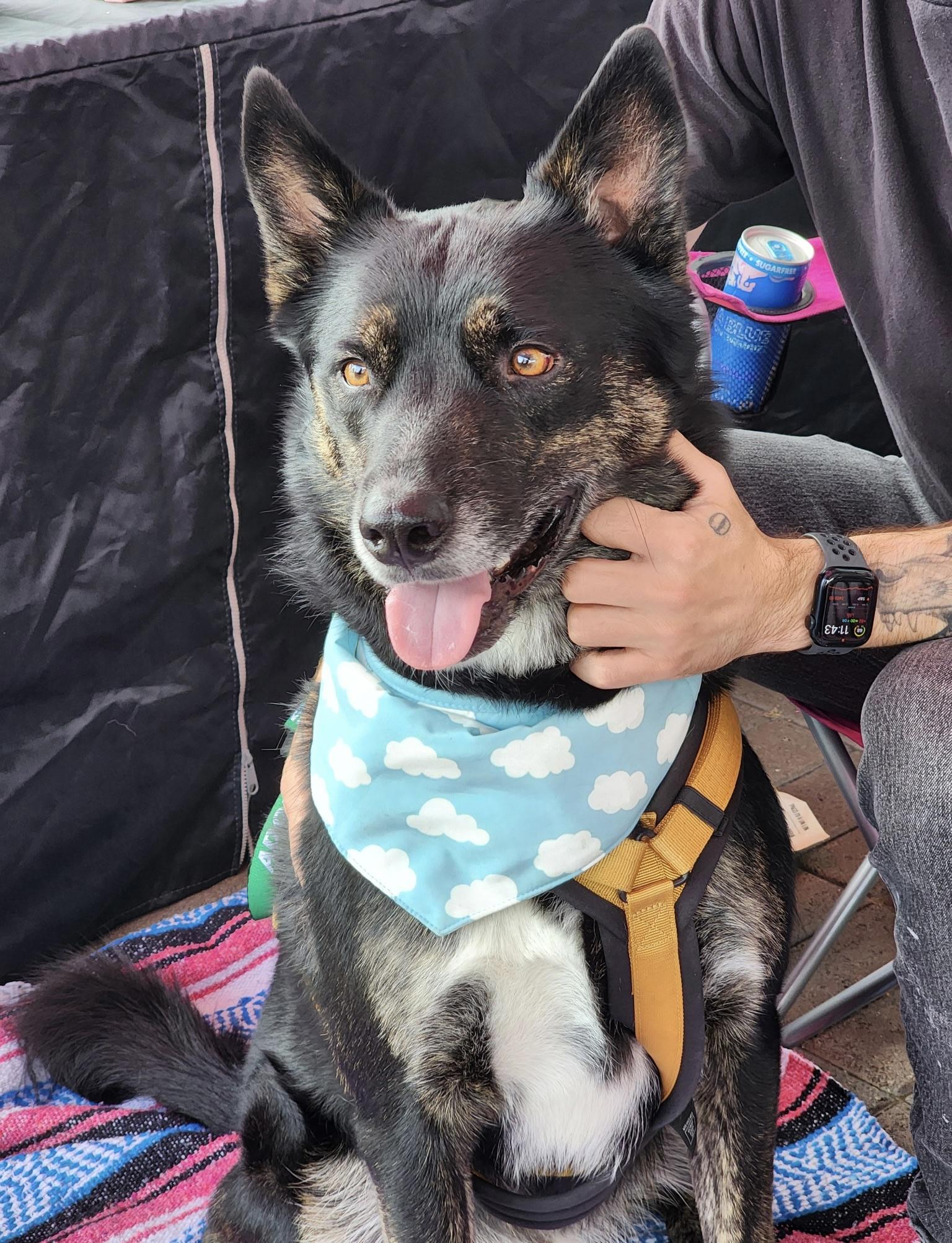 Miko, ADOPTABLE, Adult Male Siberian Husky & German Shepherd Dog.