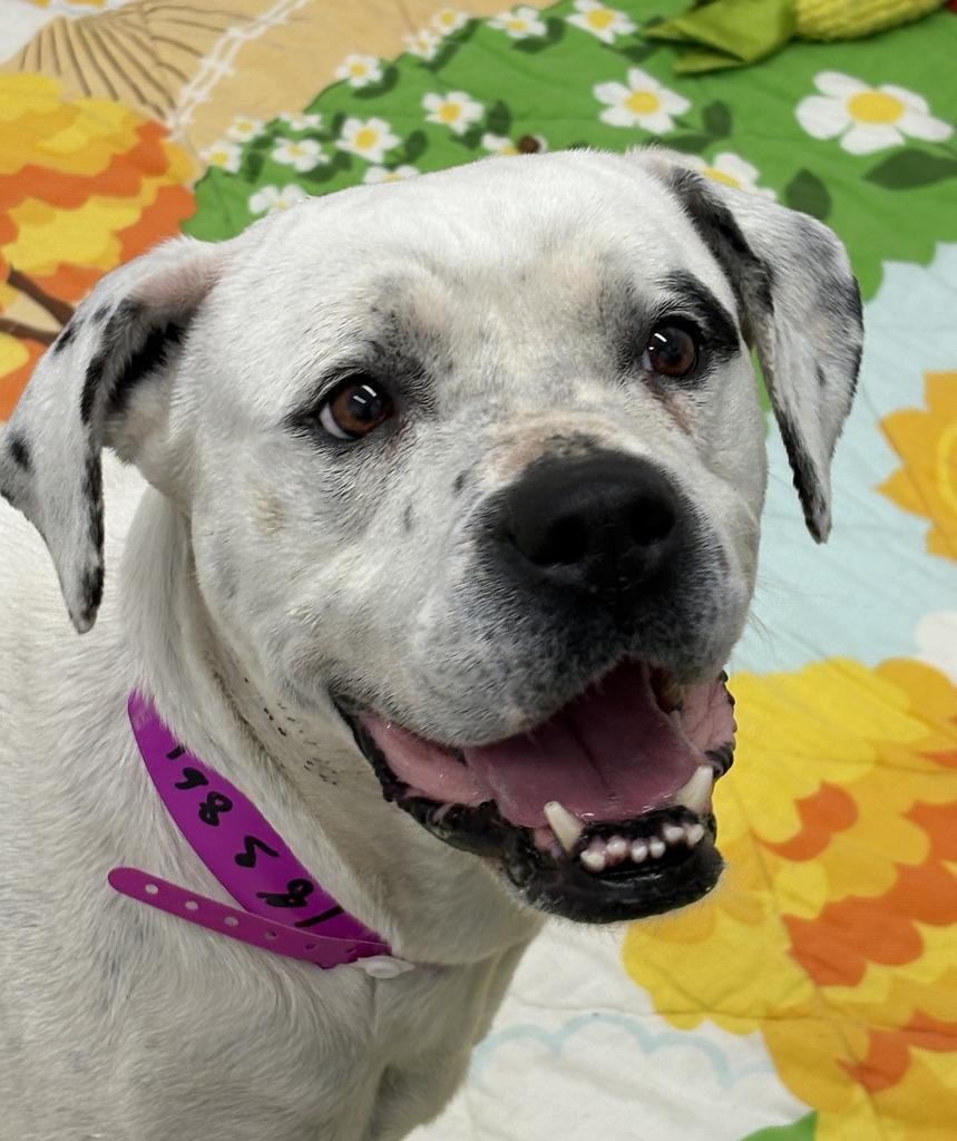 Enlarge Pansie, a Adoptable mixed breed in Detroit, MI image 1/6