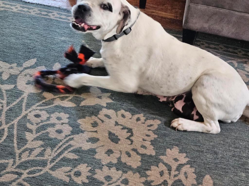 Enlarge Pansie, a Adoptable mixed breed in Detroit, MI image 3/6
