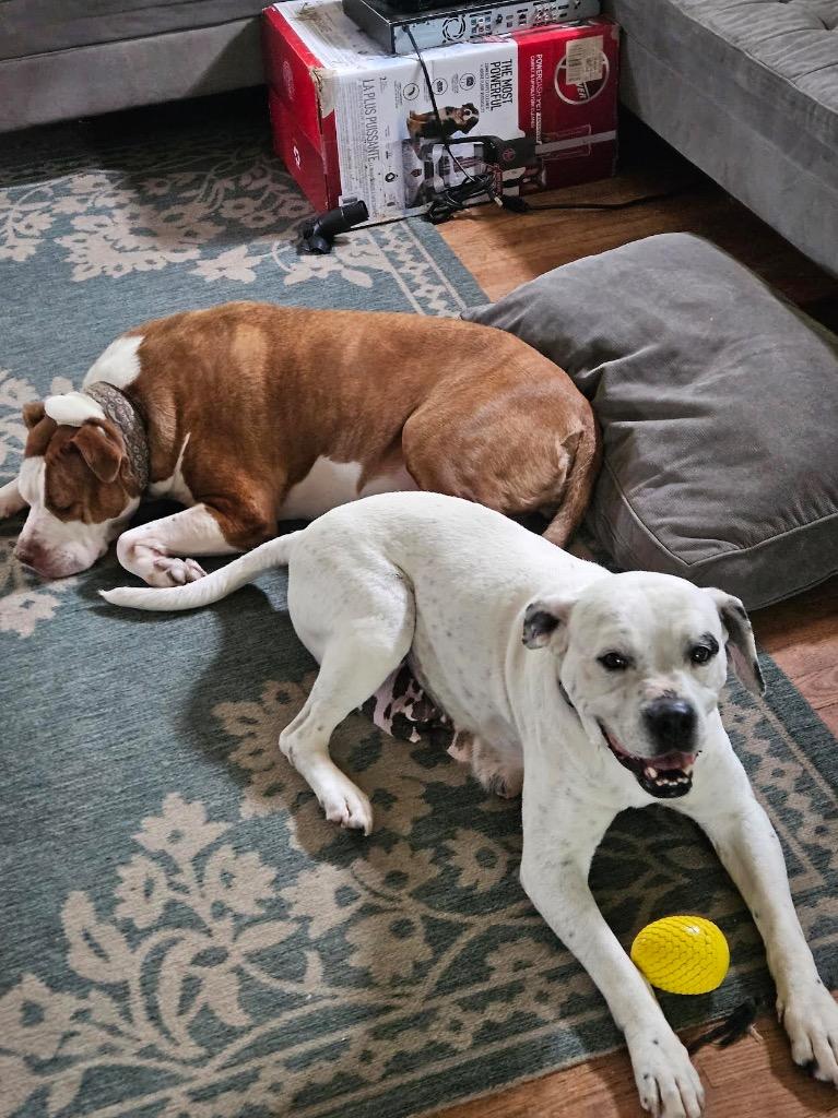 Enlarge Pansie, a Adoptable mixed breed in Detroit, MI image 4/6
