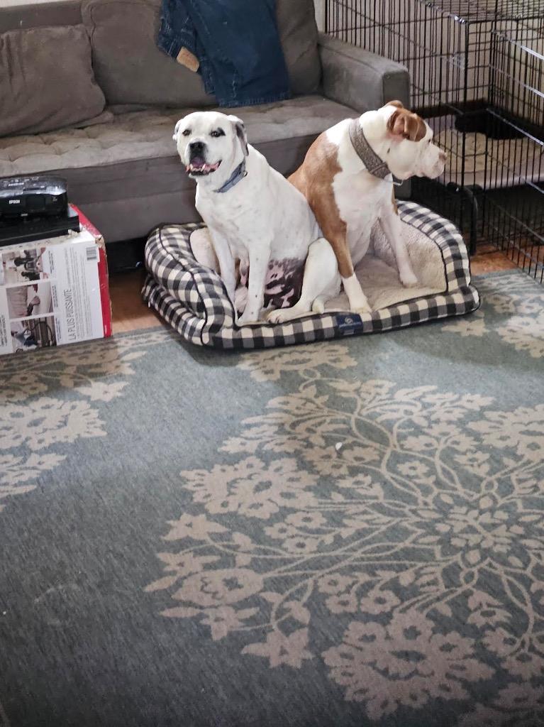 Enlarge Pansie, a Adoptable mixed breed in Detroit, MI image 6/6