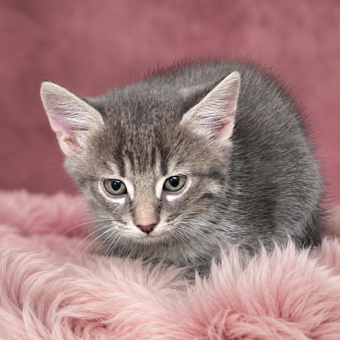 Enlarge Mary, an adopted Domestic Short Hair in Heber Springs, AR image 1/1
