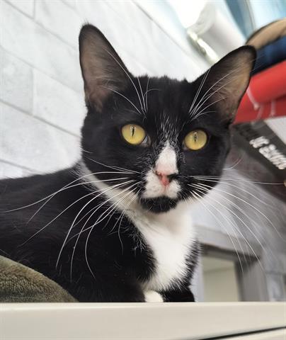 PRECIOUS, Adoptable, Young Female Domestic Short Hair.