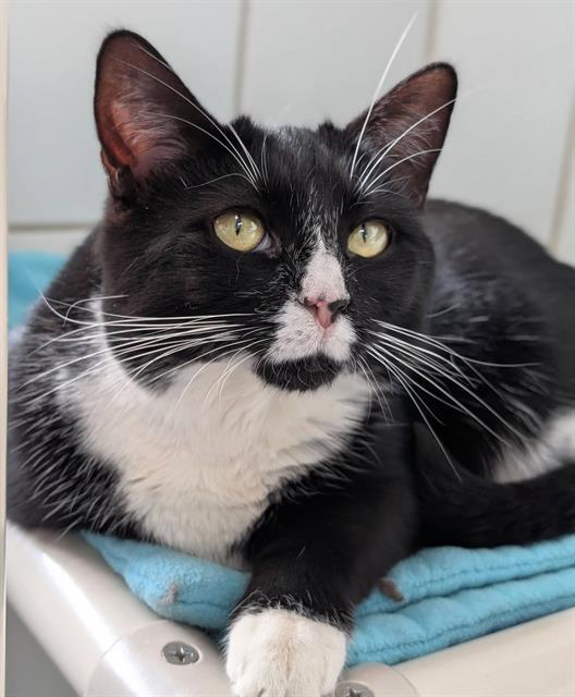 PRECIOUS, Adoptable, Young Female Domestic Short Hair.