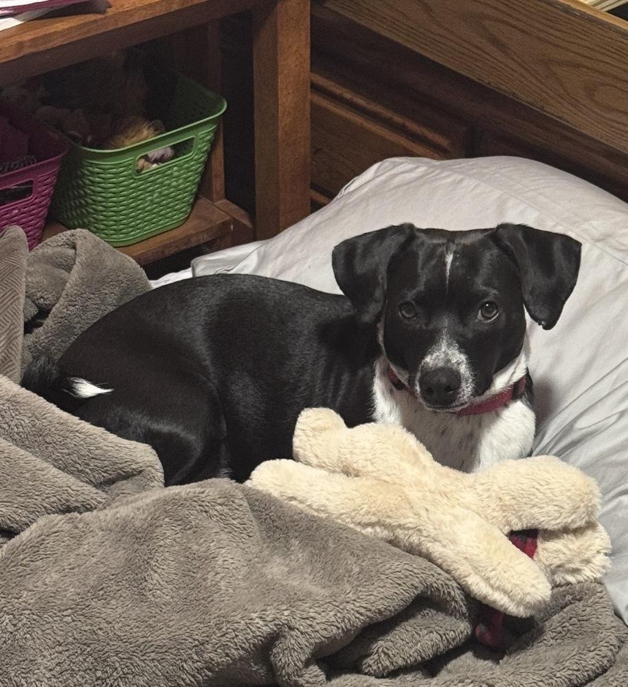 Enlarge Jake, a Adoptable mixed breed in Lancaster, PA image 1/6