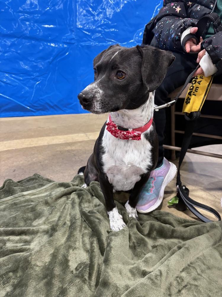 Jake, Adoptable, Young Male Chihuahua & Rat Terrier.