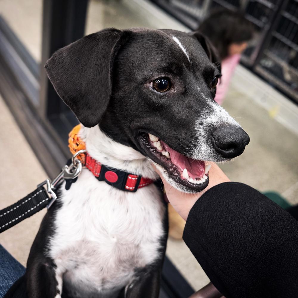 Enlarge Jake, a Adoptable mixed breed in Lancaster, PA image 2/6