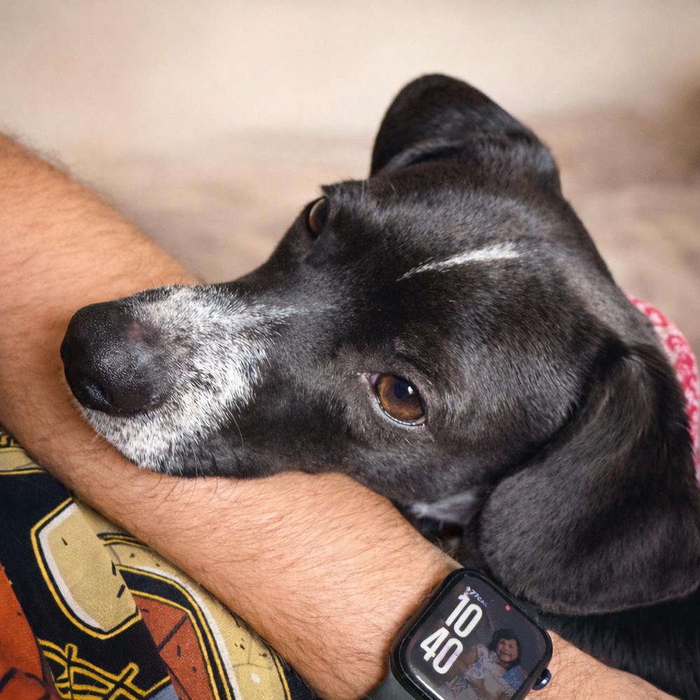 Enlarge Jake, a Adoptable mixed breed in Lancaster, PA image 3/6