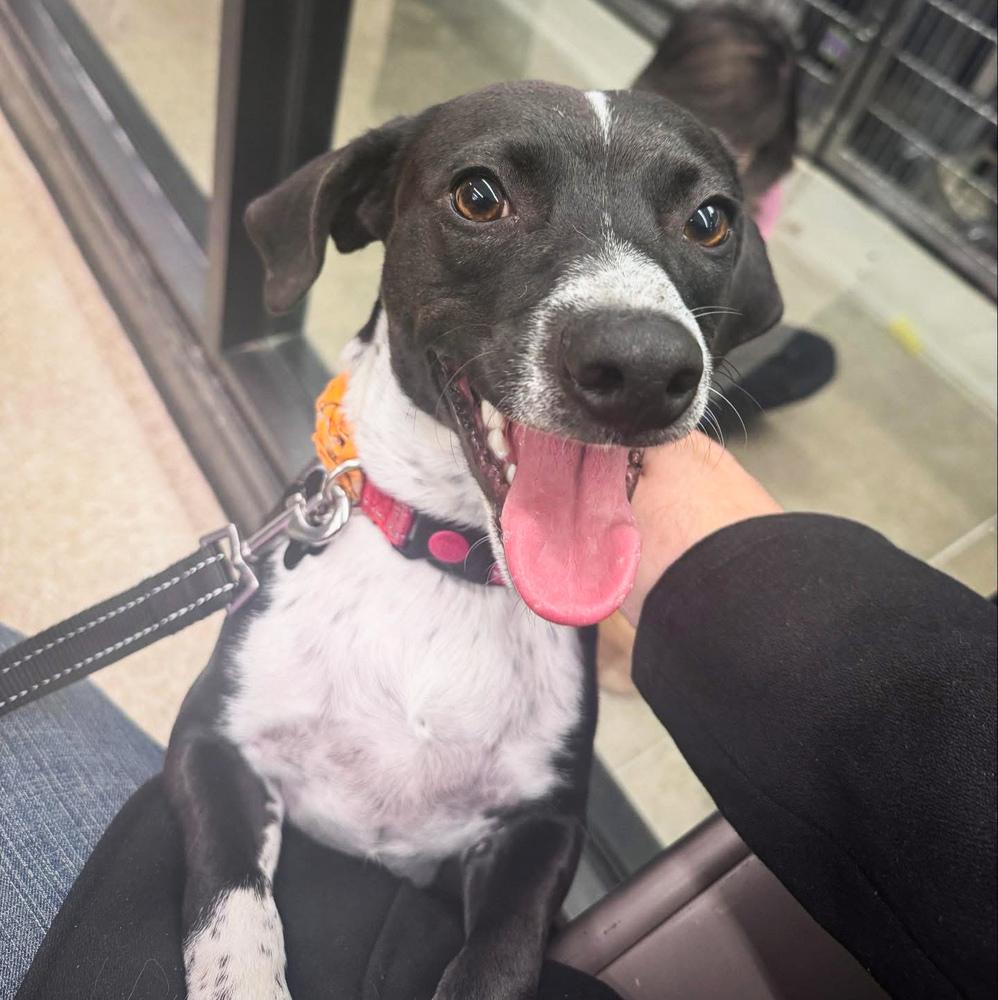 Enlarge Jake, a Adoptable mixed breed in Lancaster, PA image 6/6