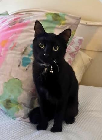 Jack Skellington, an adopted Domestic Short Hair in Statesboro, GA image 4/5