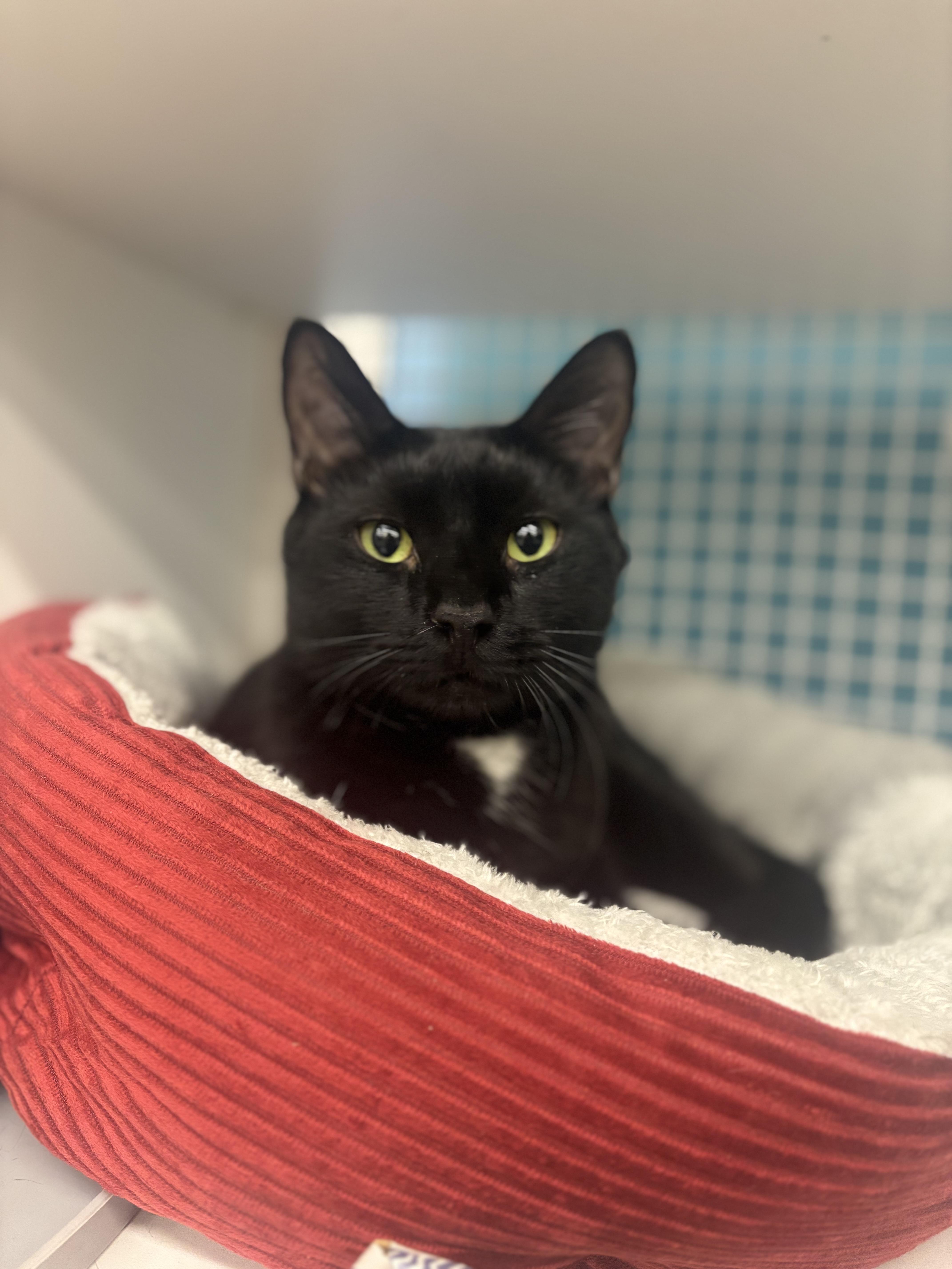 Jack Skellington, an adopted Domestic Short Hair in Statesboro, GA image 1/5