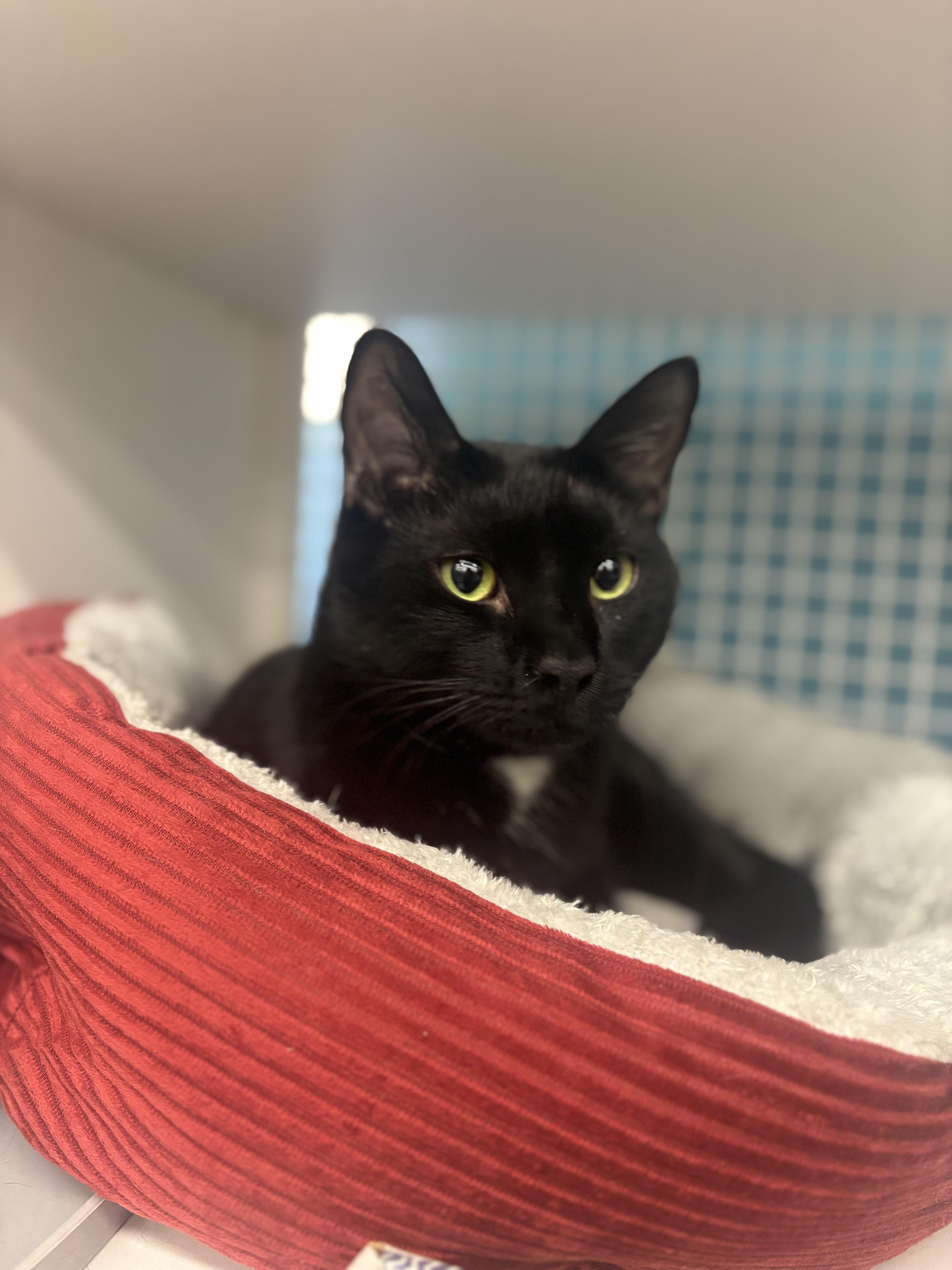 Jack Skellington, an adopted Domestic Short Hair in Statesboro, GA image 5/5