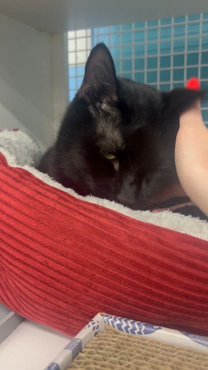 Enlarge Jack Skellington, an adopted Domestic Short Hair in Statesboro, GA video 3/5