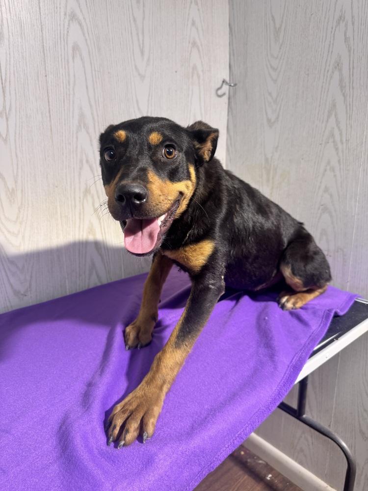 Enlarge CHOP, a Adoptable mixed breed in Opelousas, LA image 2/2
