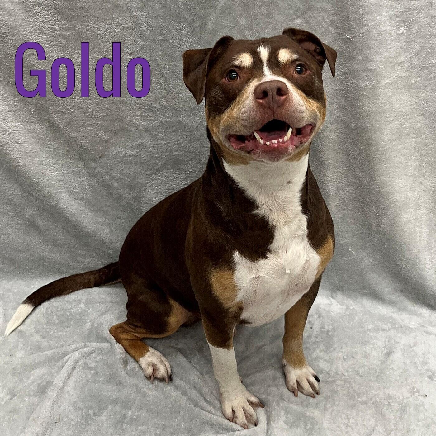 Goldo, ADOPTABLE, Senior Male Mixed Breed.