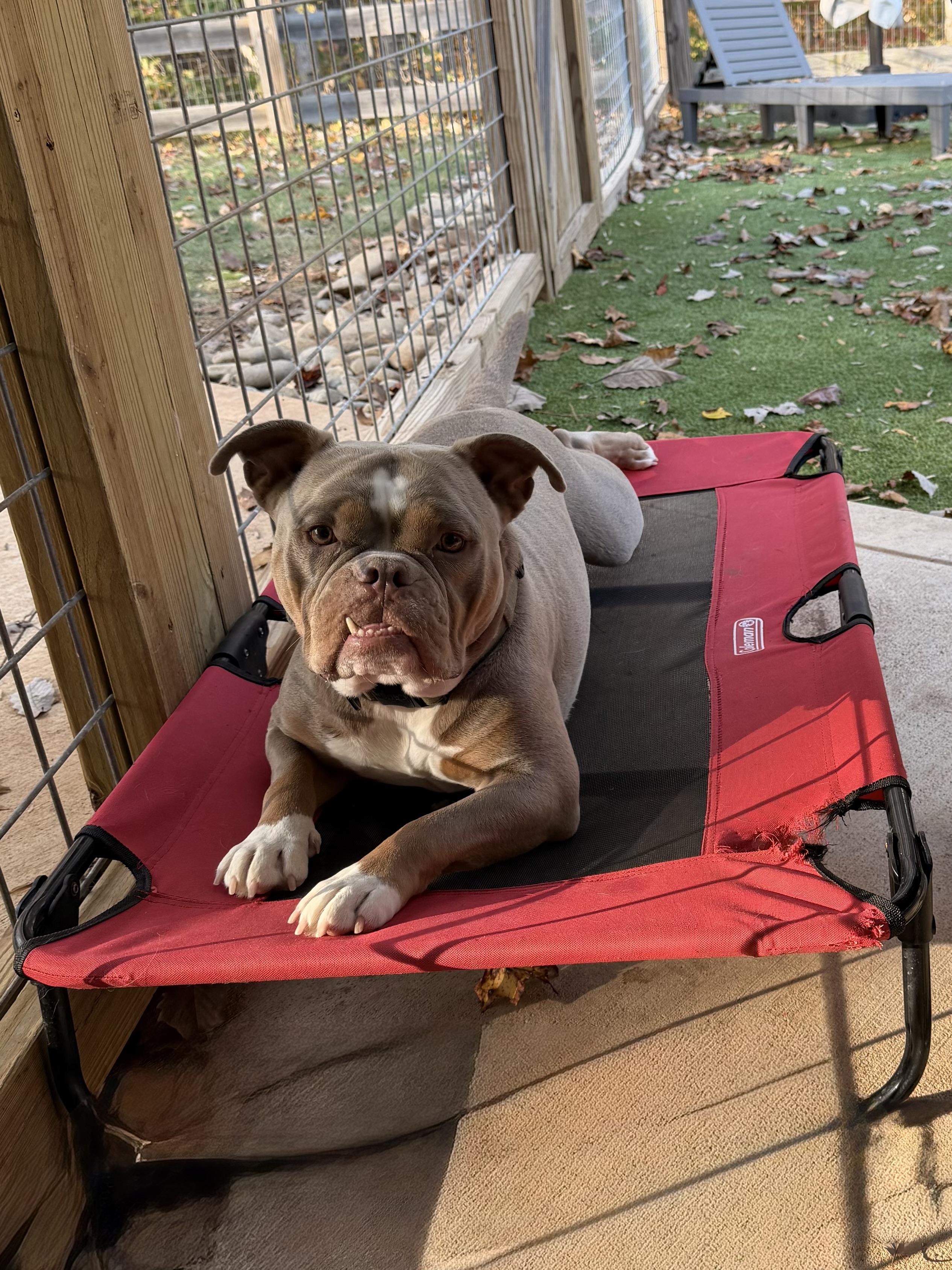 Gort, Adoptable, Adult Male American Bully & English Bulldog.