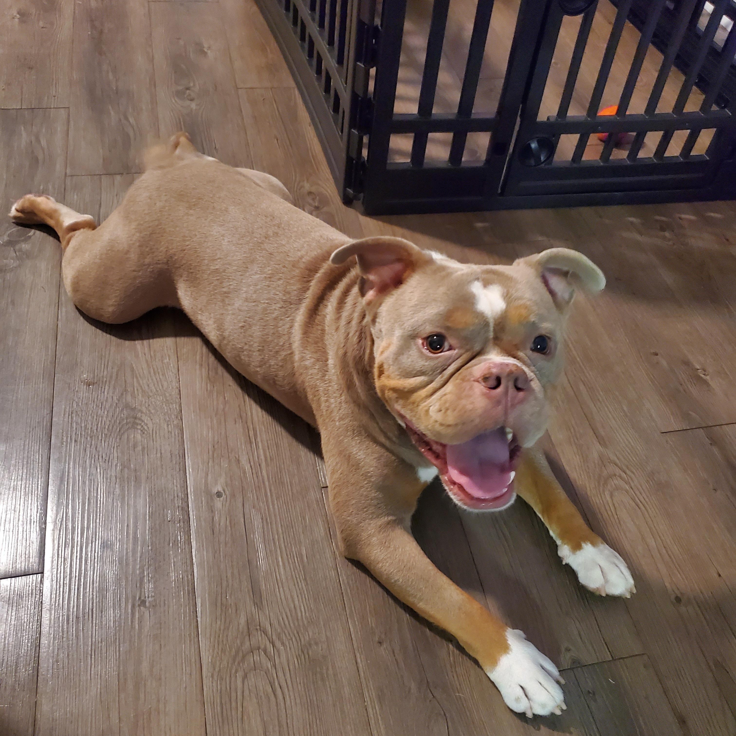 Enlarge Gort, a Adoptable mixed breed in Gainesville, GA image 2/5