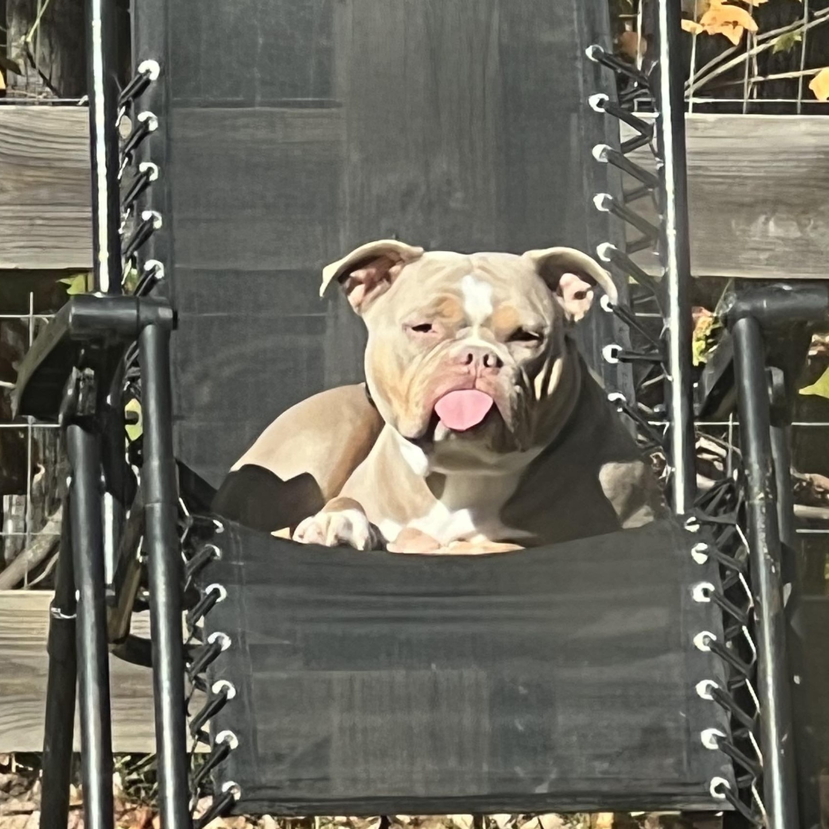 Enlarge Gort, a Adoptable mixed breed in Gainesville, GA image 3/5