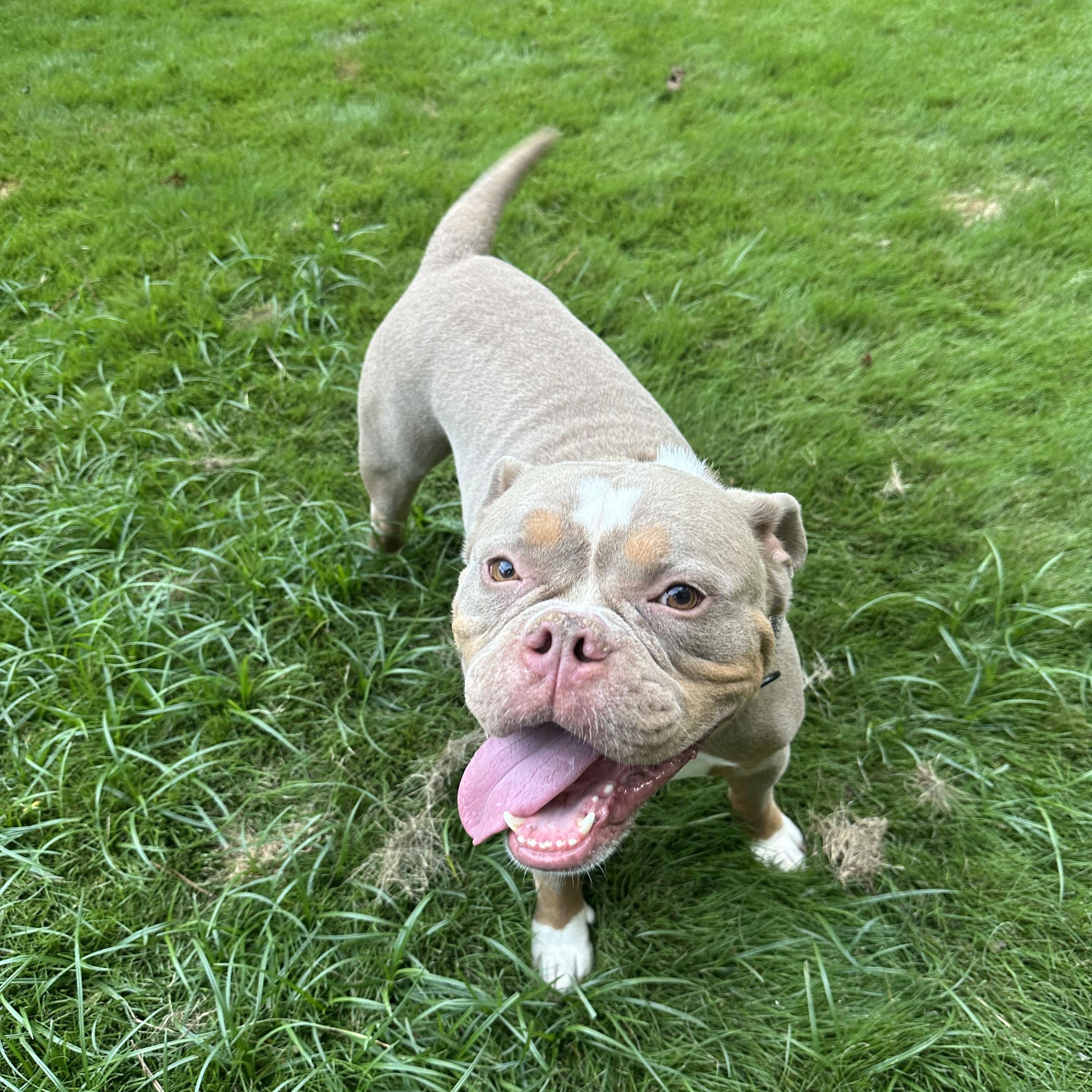 Enlarge Gort, a Adoptable mixed breed in Gainesville, GA image 5/5