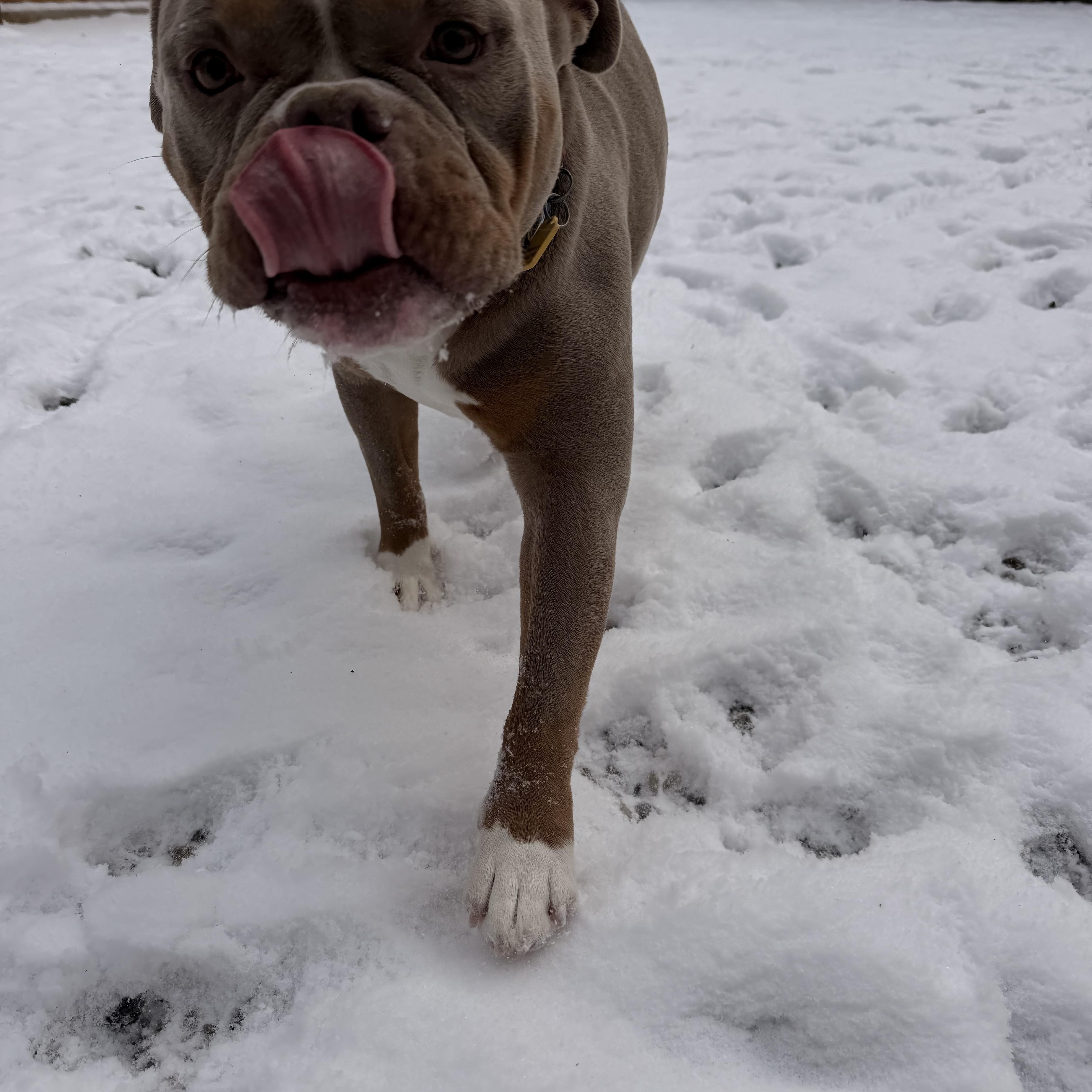 Gort, a Adoptable mixed breed in Gainesville, GA image 2/6