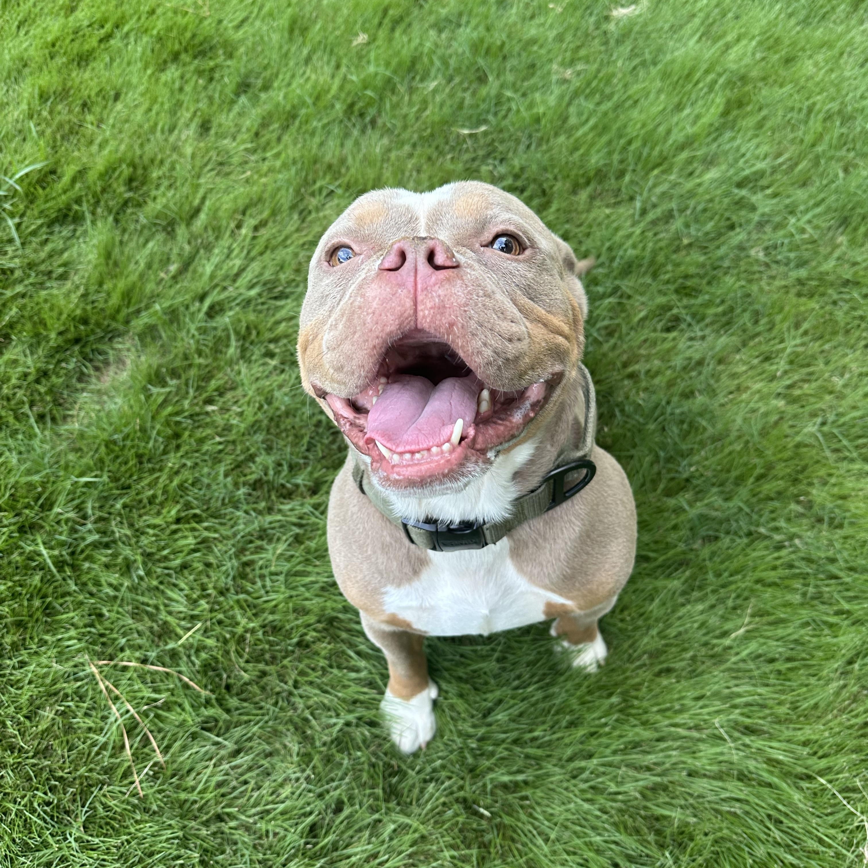 Enlarge Gort, a Adoptable mixed breed in Gainesville, GA image 4/5