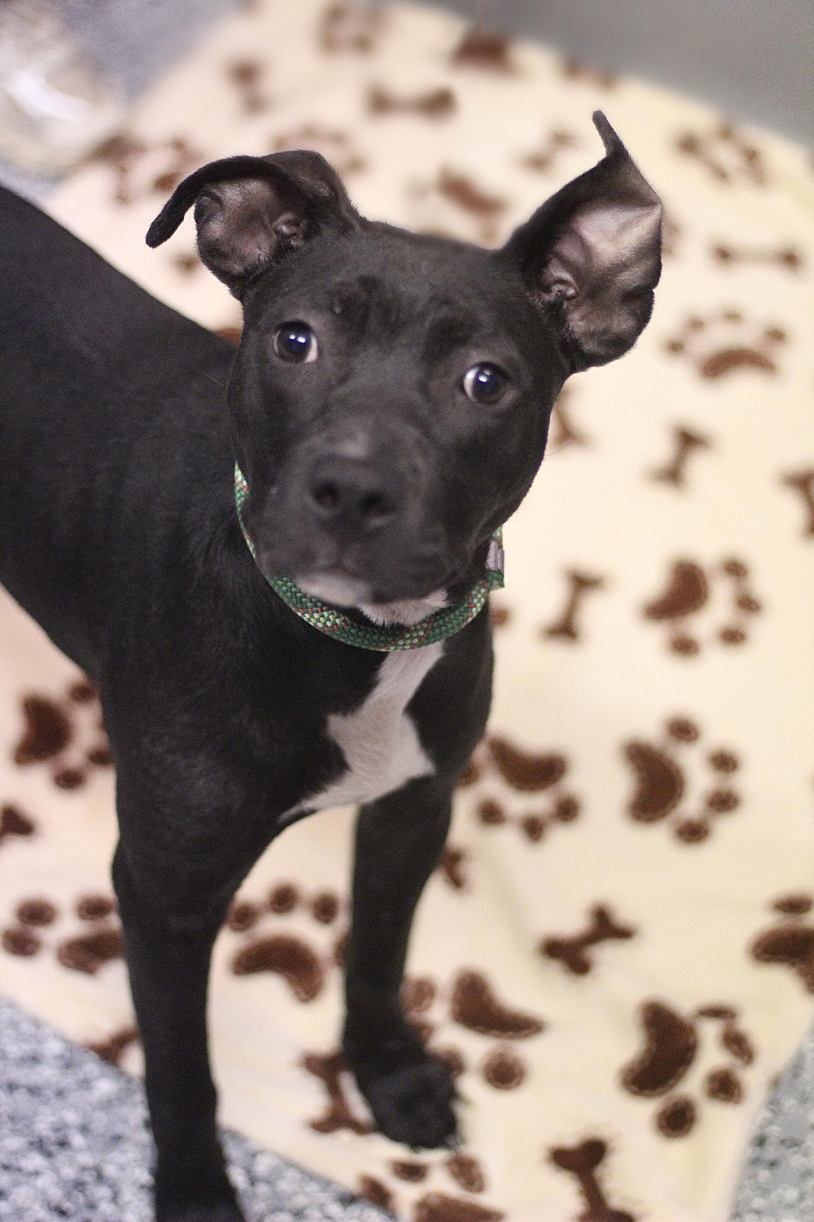 Lilith in NH! Come Meet our Adoptable Dogs Wednesday-Saturday. More info in Bio! , ADOPTABLE, Puppy Female Terrier.