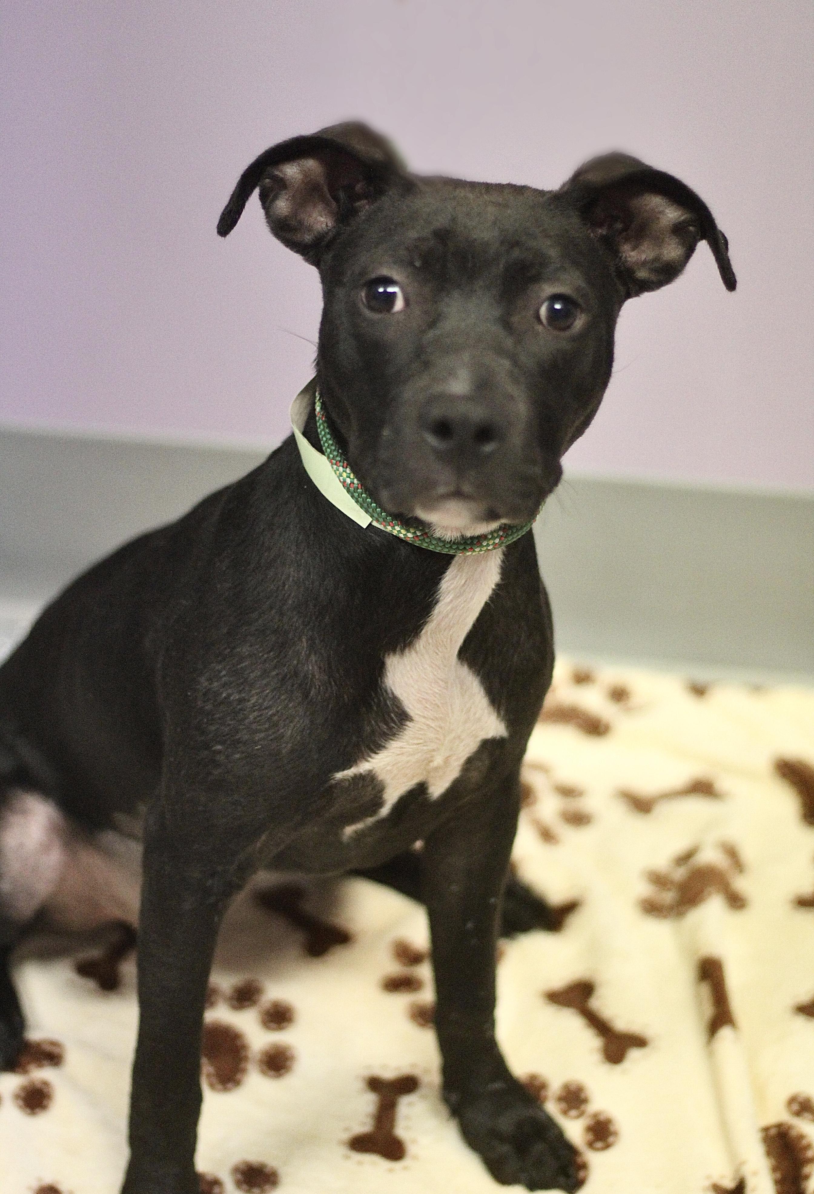 Enlarge Lilith in NH! Come Meet our Adoptable Dogs Wednesday-Saturday. More info in Bio! , a ADOPTABLE mixed breed in Manchester, NH image 2/2