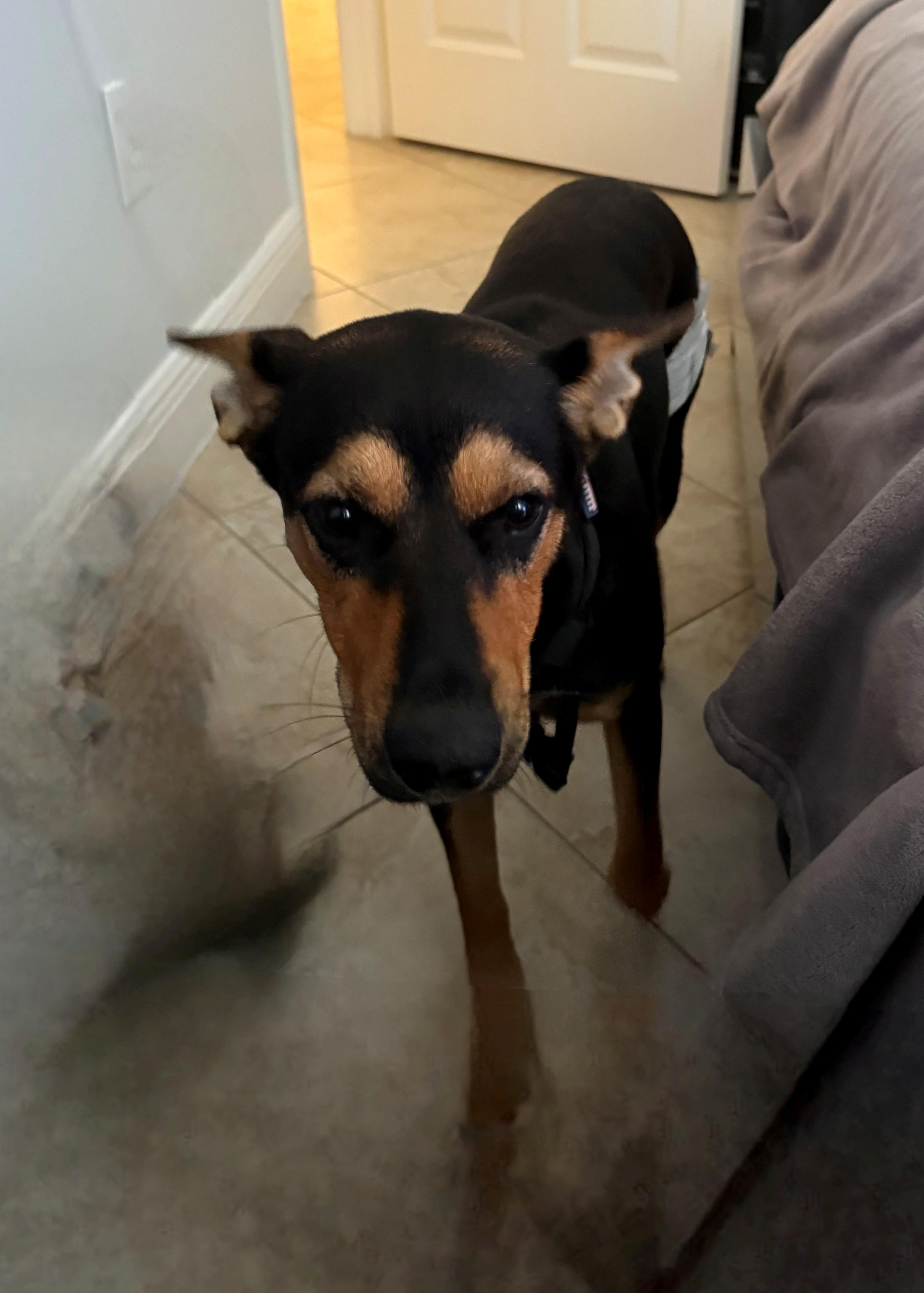 Coco, Adoptable, Puppy Female Miniature Pinscher & German Shepherd Dog.