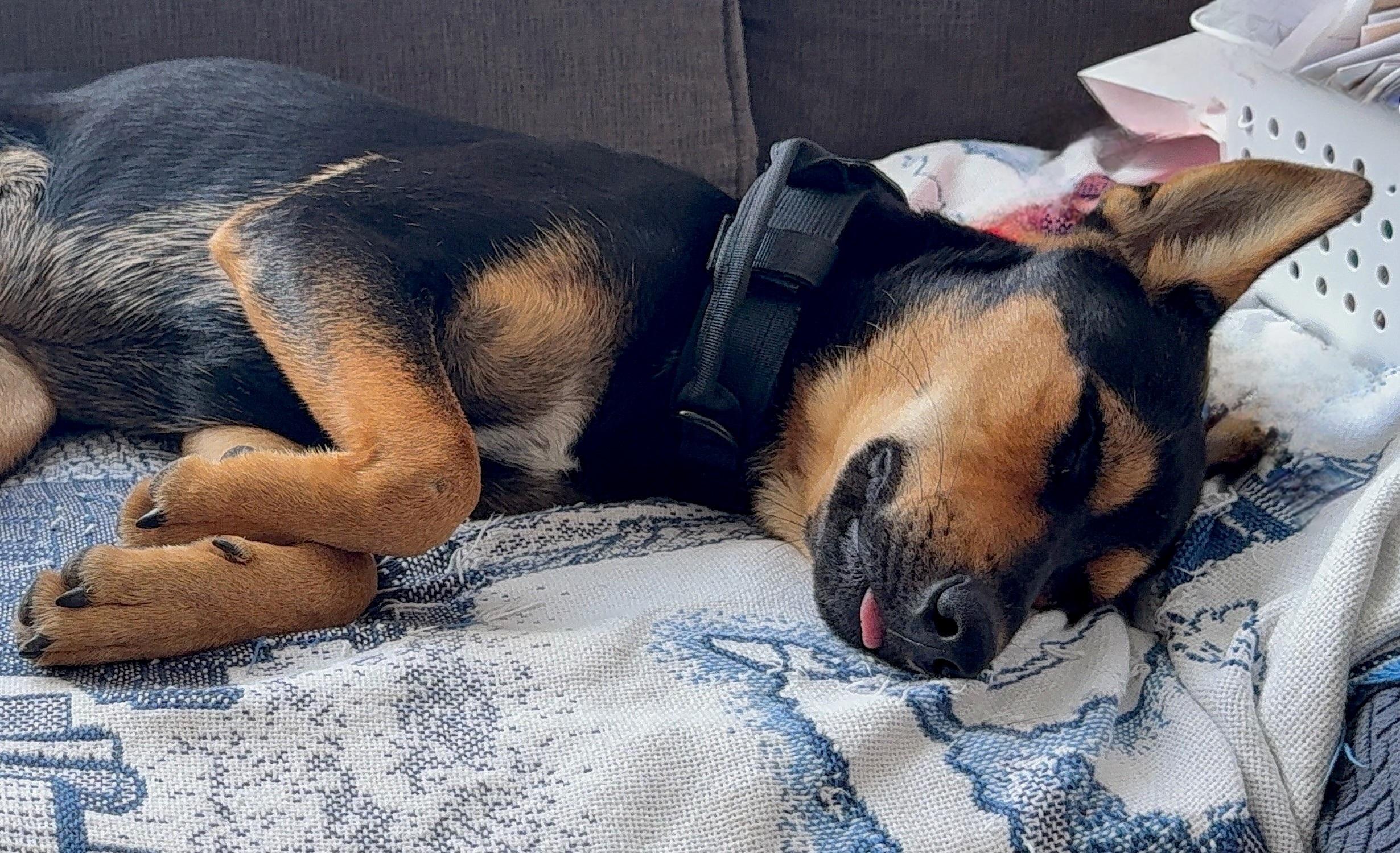 Coco, a Adoptable mixed breed in Deerfield Beach, FL image 2/6