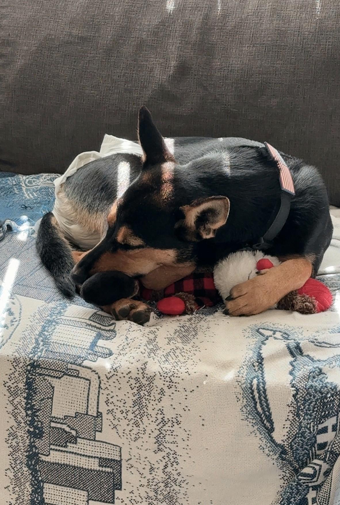 Coco, a Adoptable mixed breed in Deerfield Beach, FL image 3/6