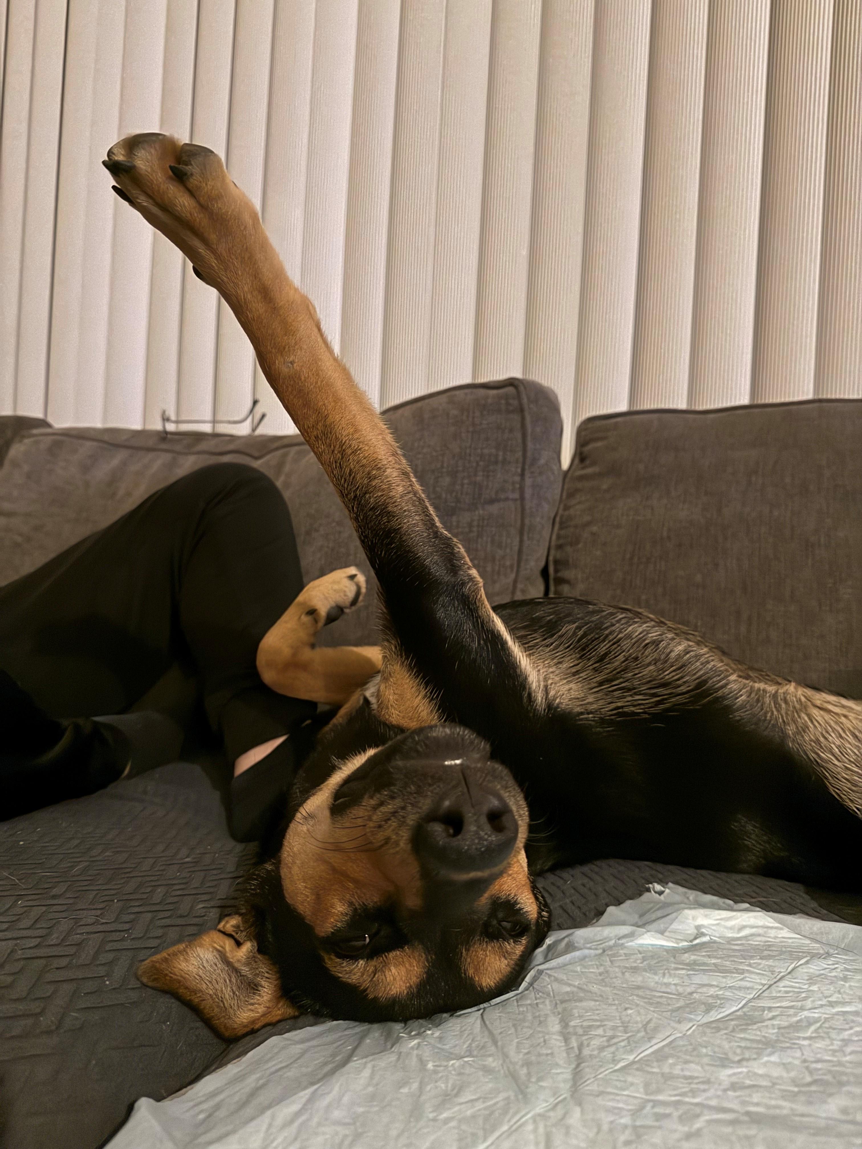 Coco, a Adoptable mixed breed in Deerfield Beach, FL image 4/6