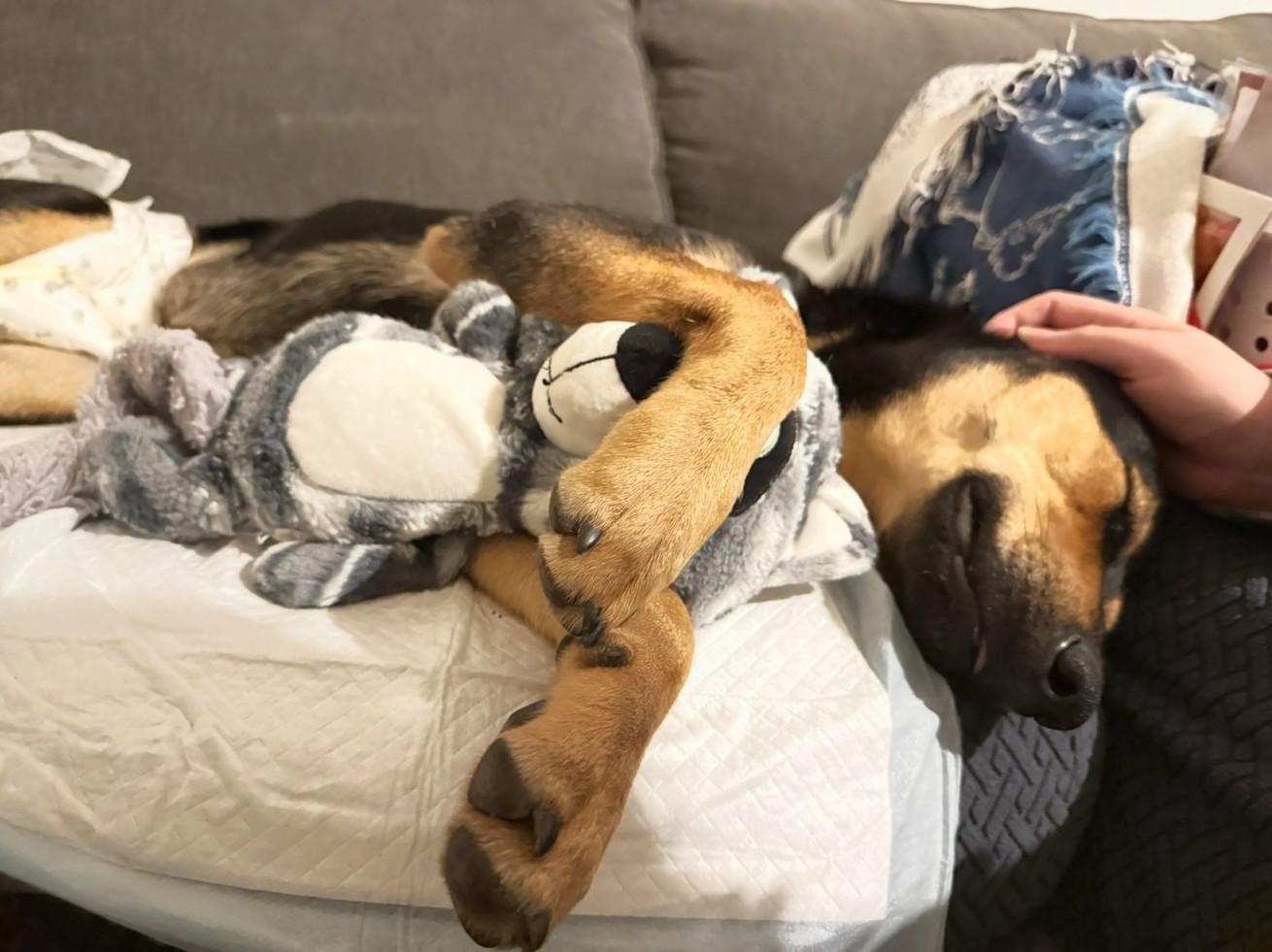 Coco, adopted, Puppy Female Miniature Pinscher & German Shepherd Dog.