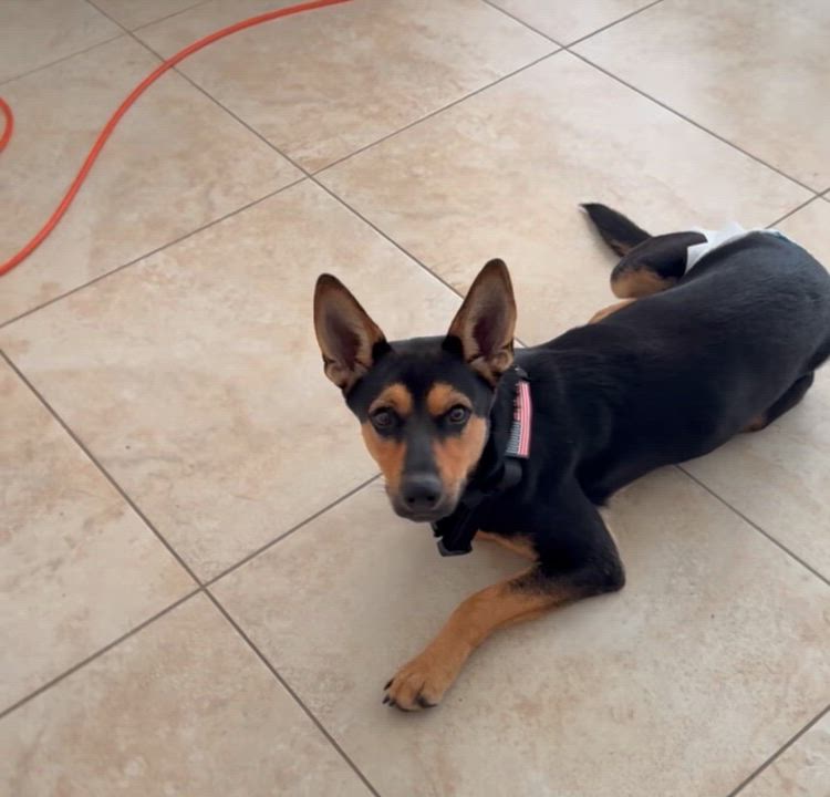 Enlarge Coco, a Adoptable mixed breed in Deerfield Beach, FL video 6/6