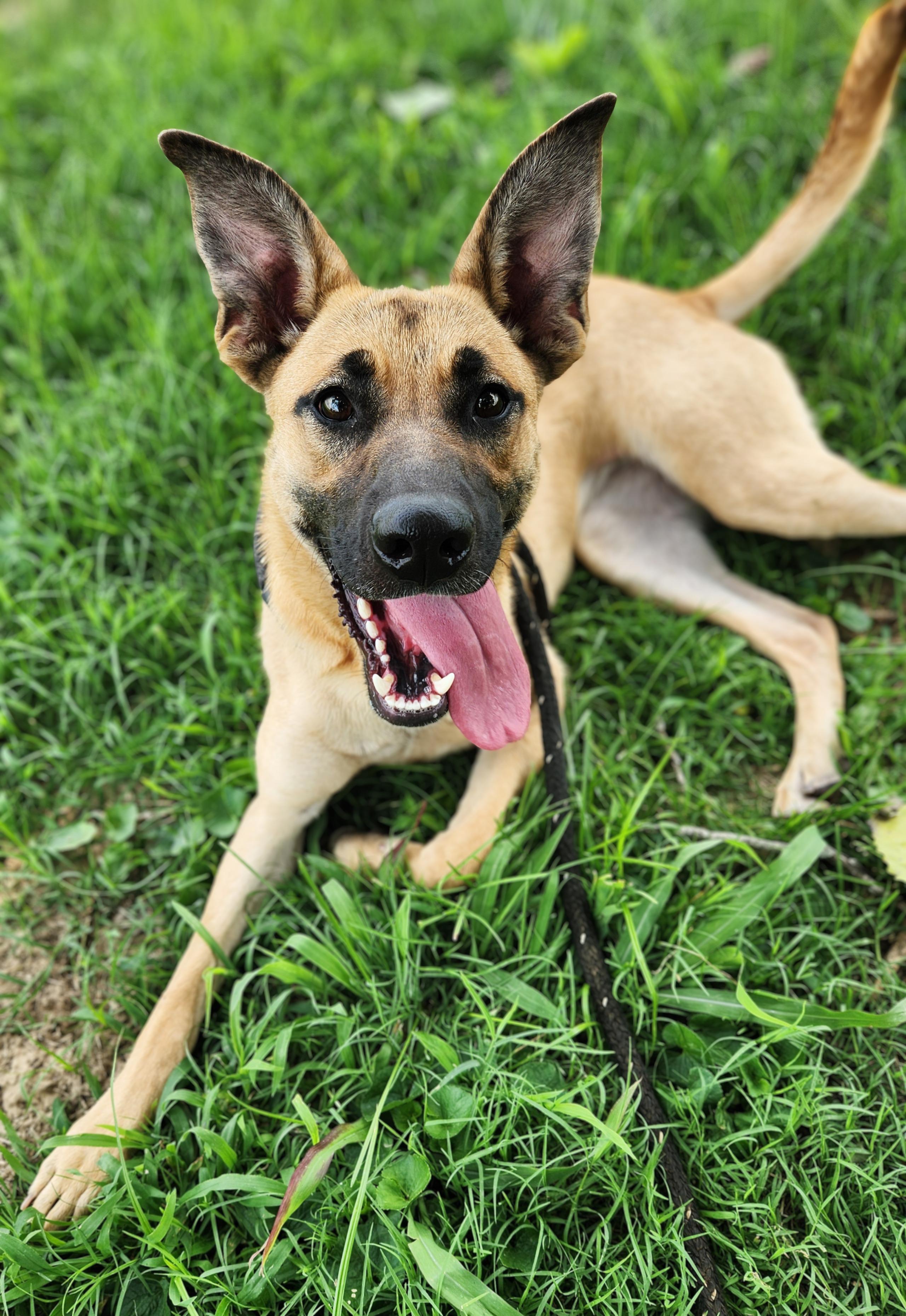 Meadow, ADOPTABLE, Adult Female Shepherd.