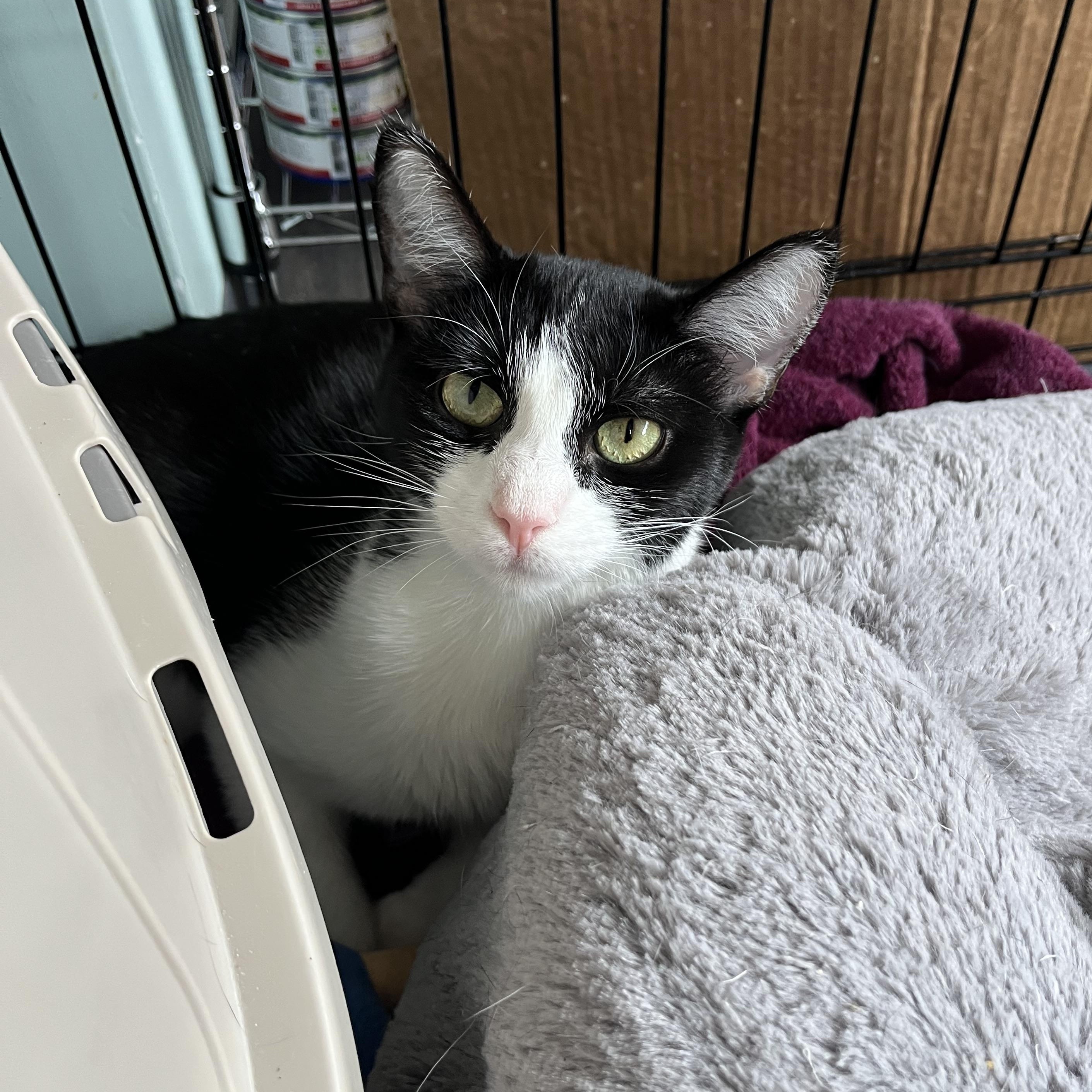 Enlarge Marshmallow, a Adoptable mixed breed in Valley Center, KS image 5/5