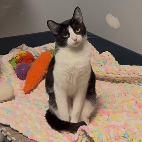 Marshmallow, Adoptable, Young Female Tuxedo & Domestic Short Hair.