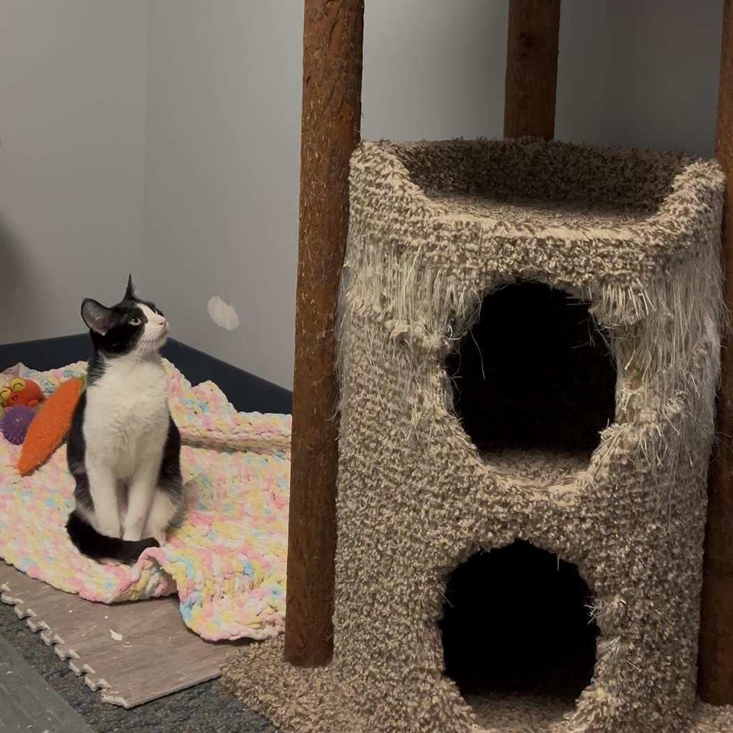 Enlarge Marshmallow, a Adoptable mixed breed in Valley Center, KS image 4/5