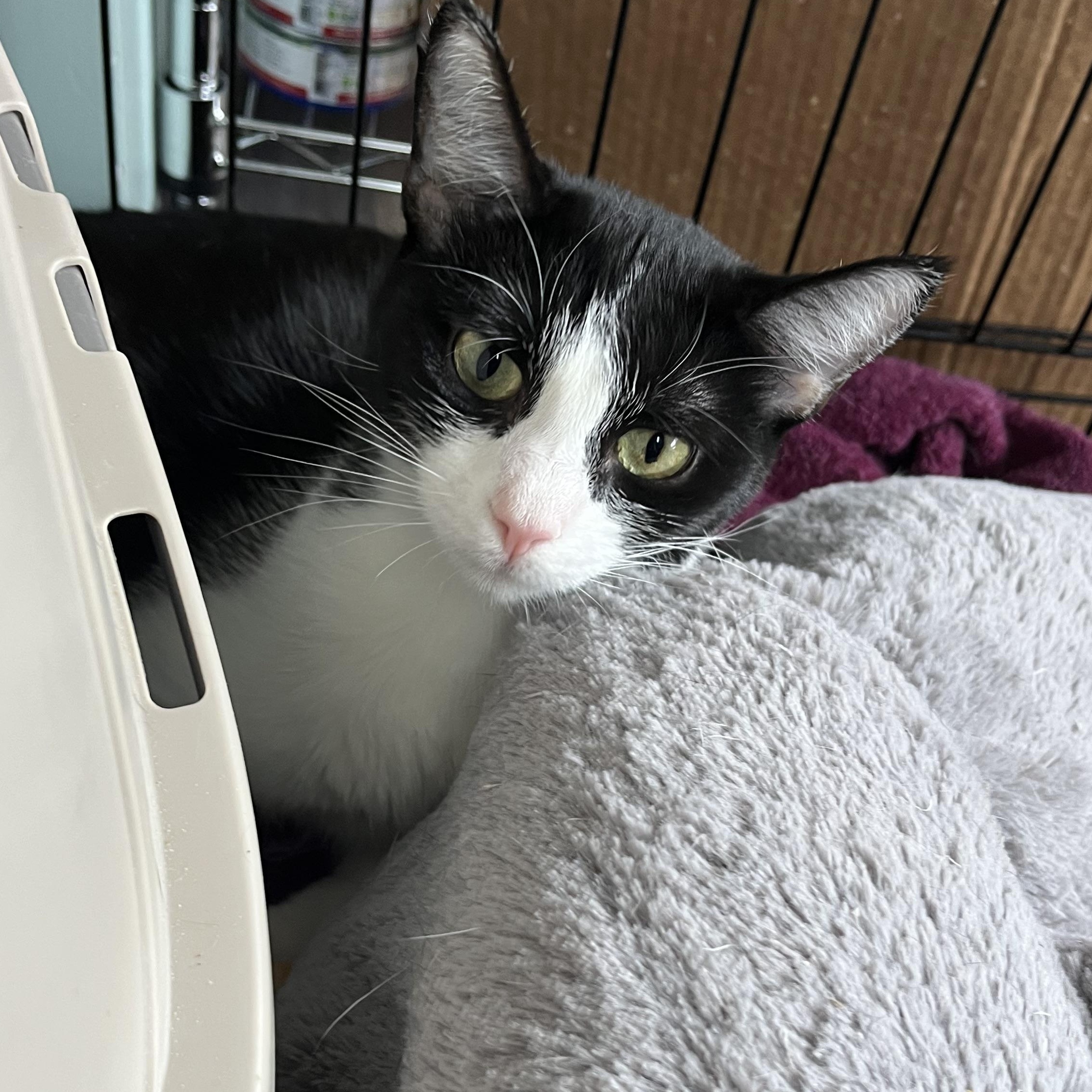 Enlarge Marshmallow, a Adoptable mixed breed in Valley Center, KS image 3/5