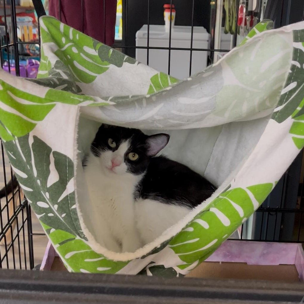 Enlarge Marshmallow, a Adoptable mixed breed in Valley Center, KS image 2/5