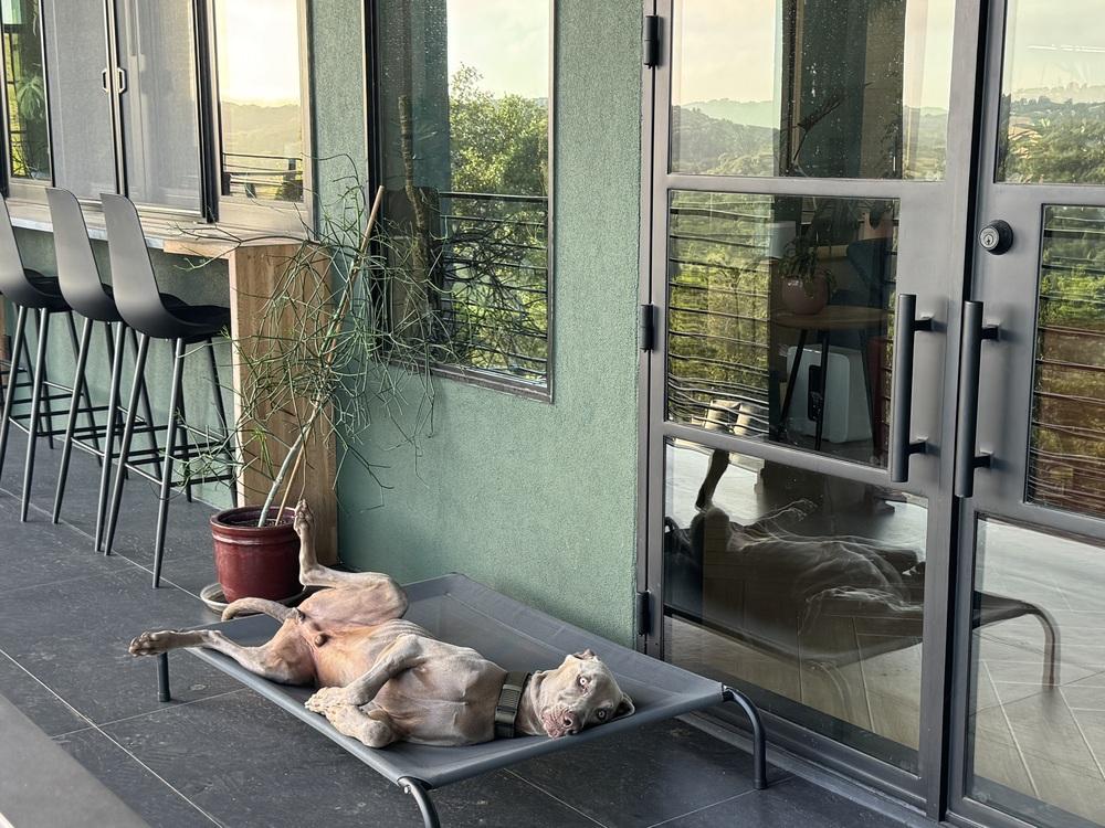 Romeo, Adoptable, Adult Male Weimaraner.