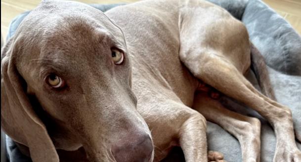 Enlarge Romeo, a Adoptable Weimaraner in Dallas, TX image 3/6