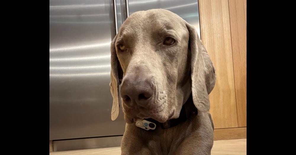 Enlarge Romeo, a Adoptable Weimaraner in Dallas, TX image 4/6