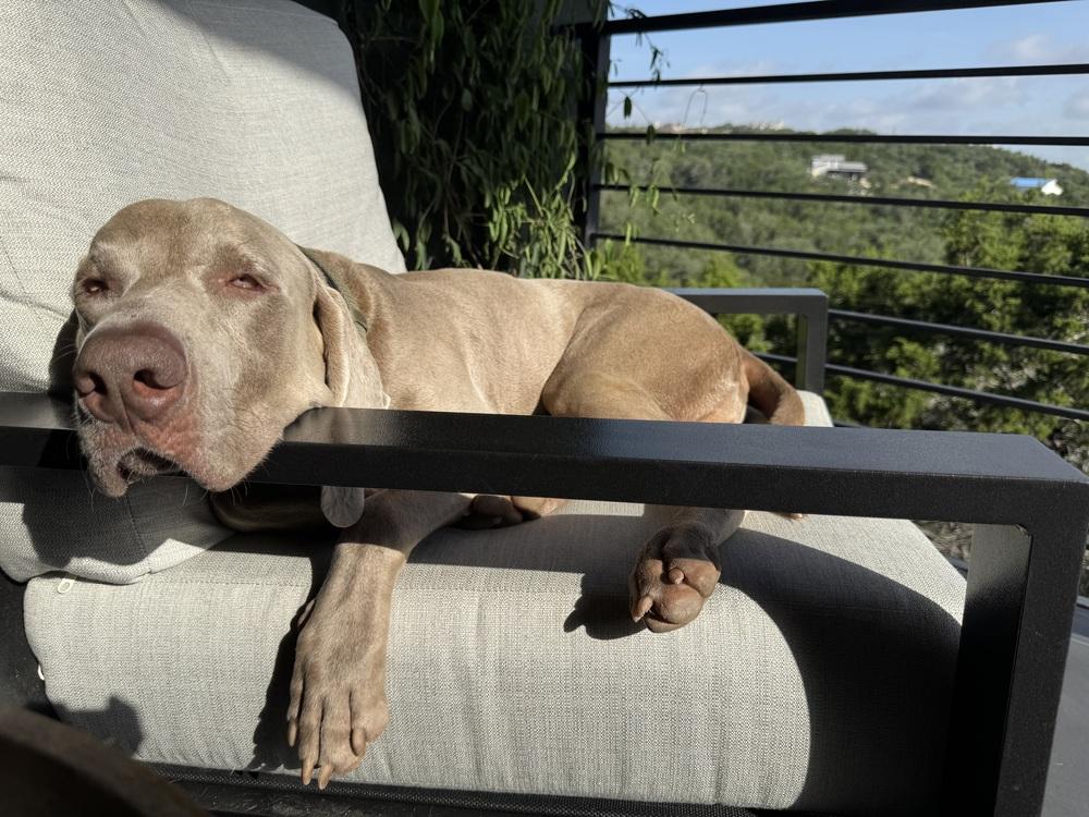 Enlarge Romeo, a Adoptable Weimaraner in Dallas, TX image 5/6