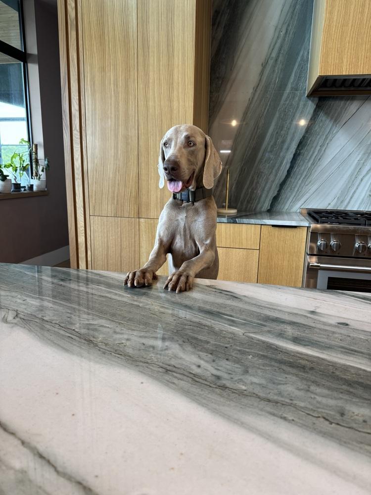 Enlarge Romeo, a Adoptable Weimaraner in Dallas, TX image 6/6