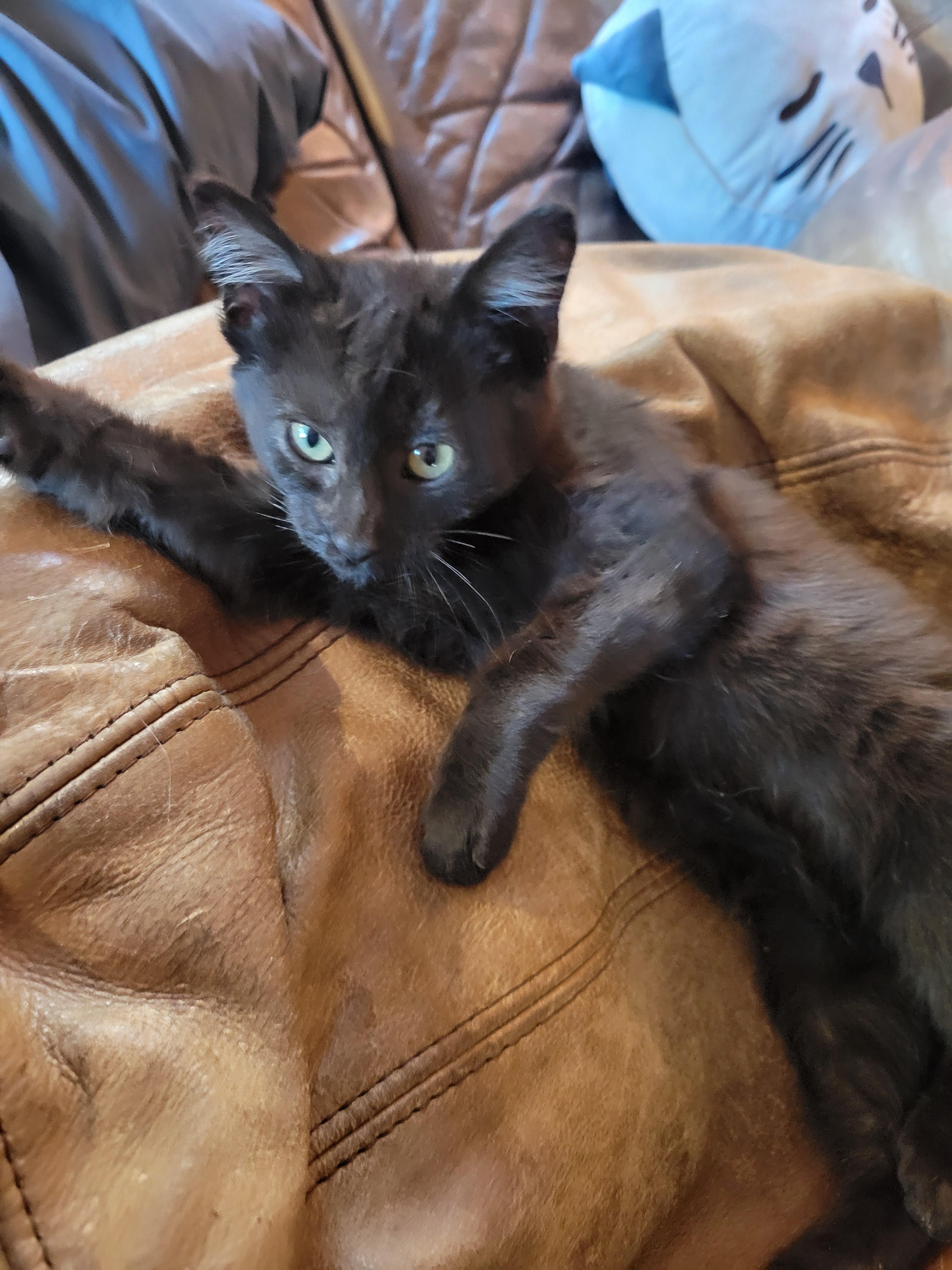 Scully, an adoptable Domestic Medium Hair in Lucerne, CA, 95458 | Photo Image 1