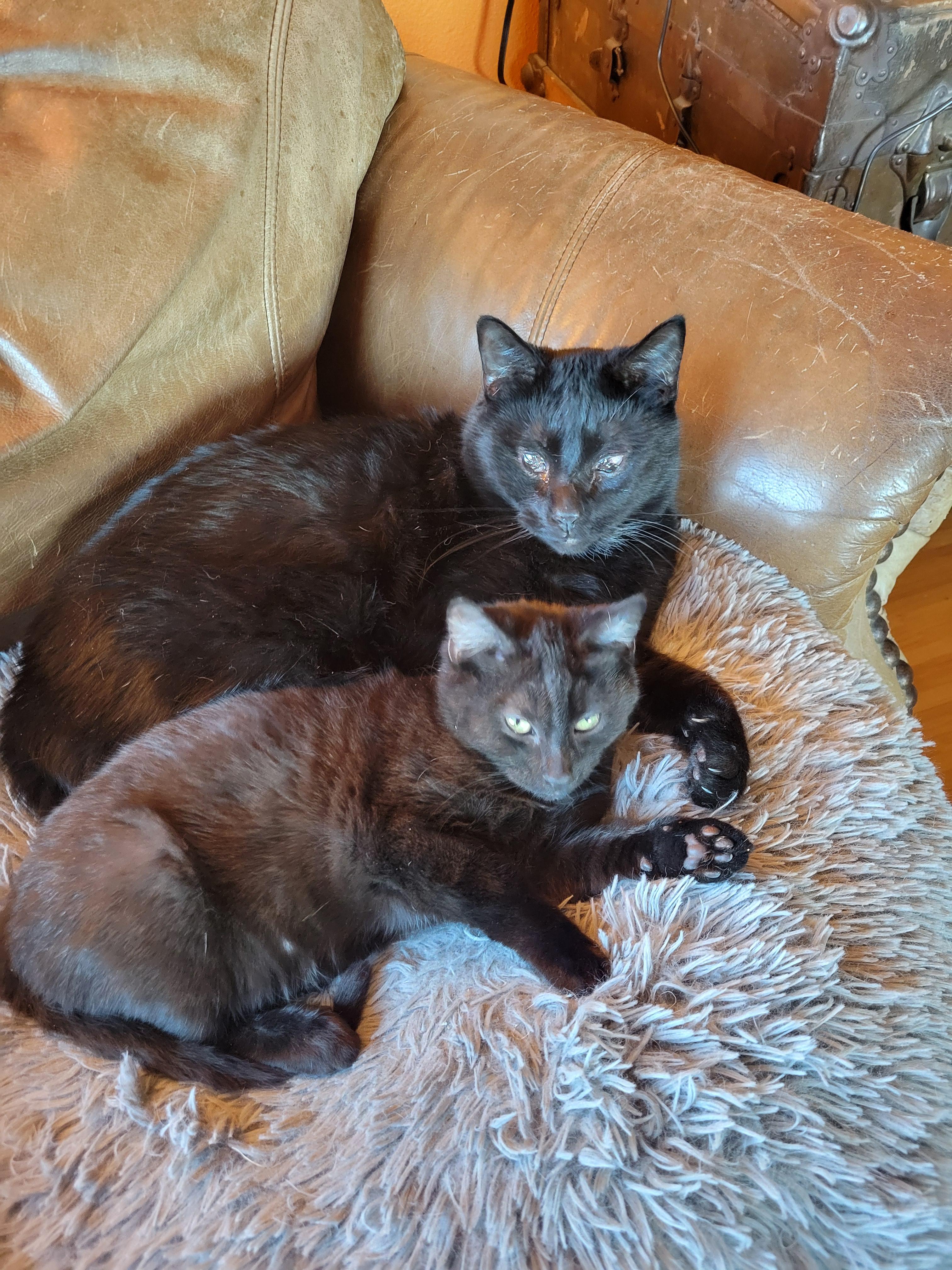 Enlarge Scully, an adopted Domestic Medium Hair in Lucerne, CA image 2/3